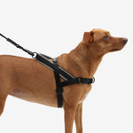 Zee Dog Gotham Softer Walk Harness | Smack Bang