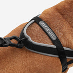 Zee Dog Gotham Softer Walk Harness | Smack Bang