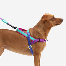 Zee.Dog Shockwave Softer Walk Dog Harness | Smack Bang
