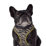 Wolves of Wellington Rambo Mesh Harness | Smack Bang