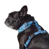 Wolves of Wellington | Lochie Mesh Harness 2.0