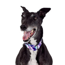 Wolves of Wellington Sulley Greyhound Collar | Smack Bang