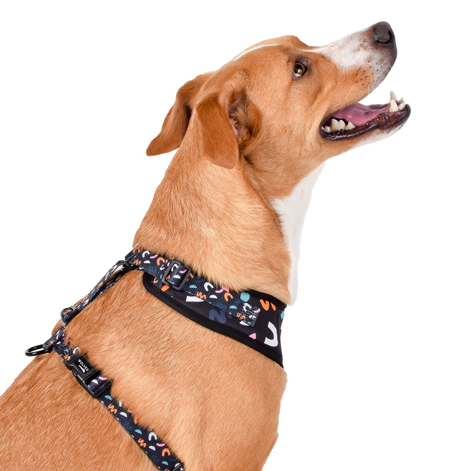 Wolves of Wellington Bel Air Mesh Harness | Smack Bang