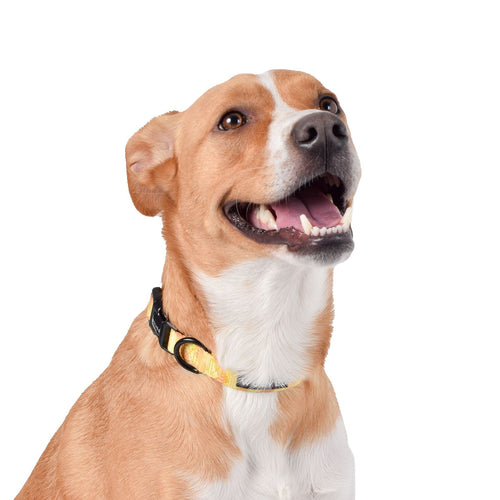 Wolves of Wellington Sunny Side Dog Collar | Smack Bang