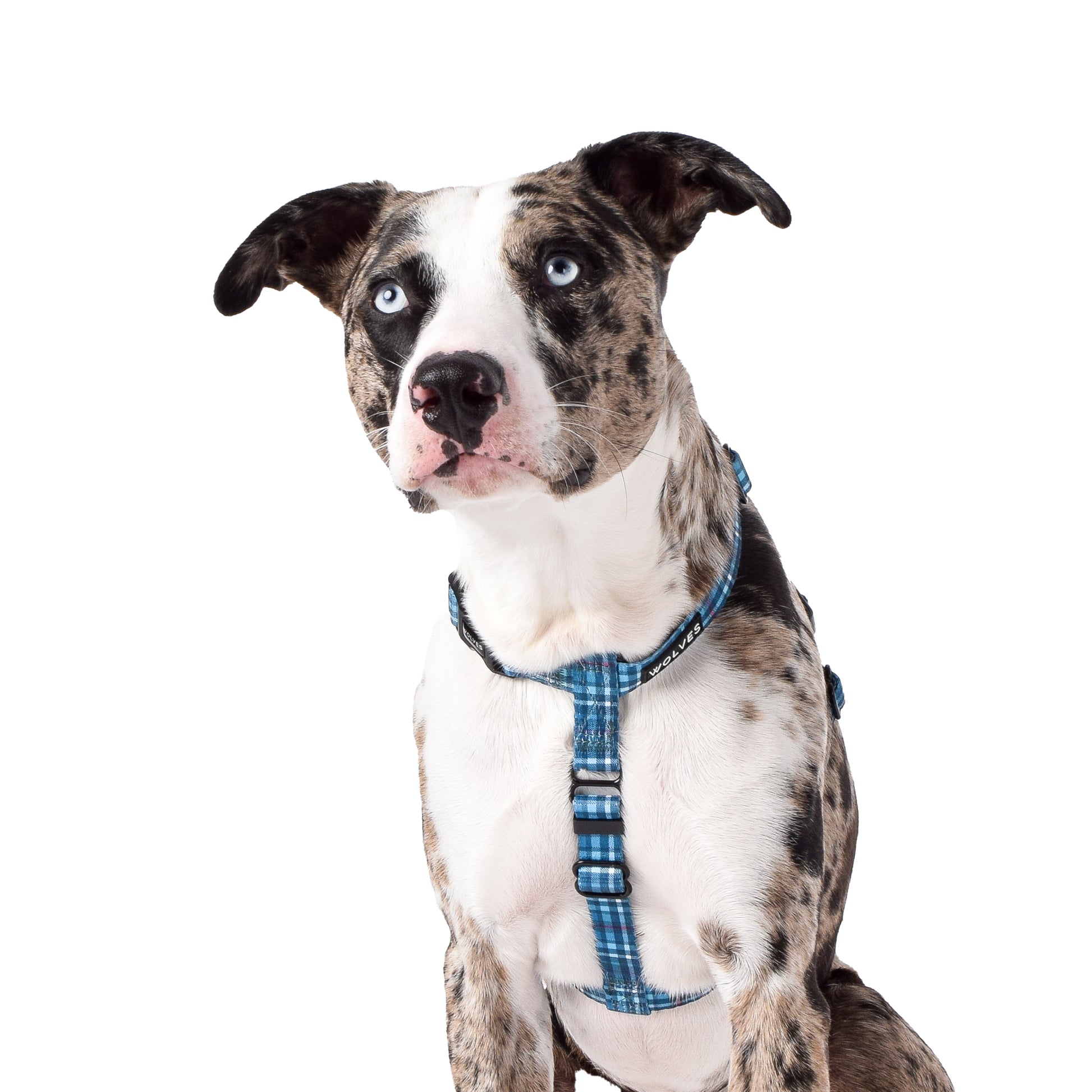 Wolves of Wellington Lochie All Purpose Harness 2.0 | Smack Bang