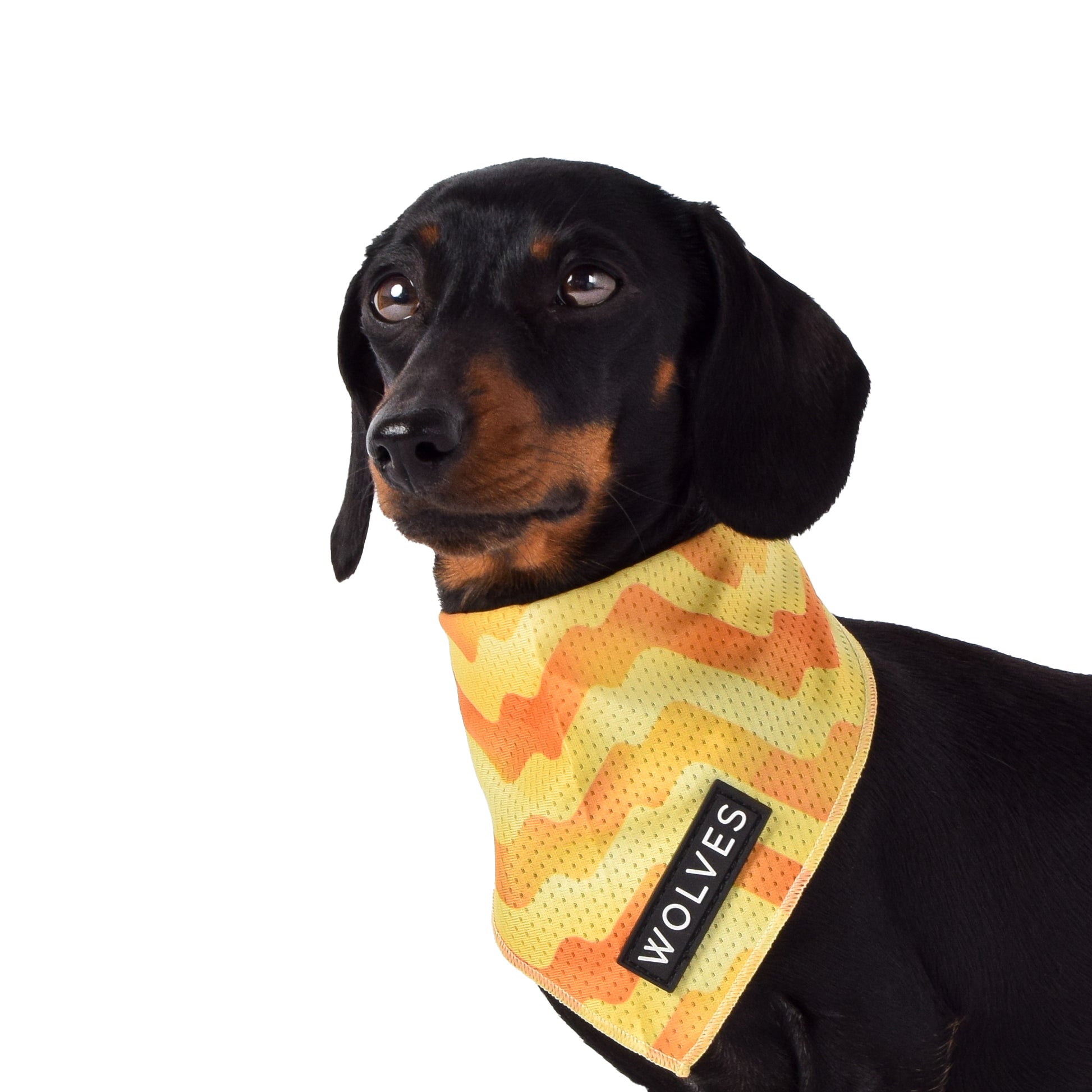 Wolves of Wellington Sunny Side Mesh Bandana | Smack Bang