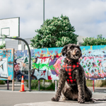 Wolves of Wellington Buffalo Mesh Dog Harness | Smack Bang