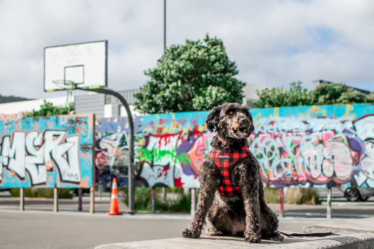 Wolves of Wellington Buffalo Mesh Dog Harness | Smack Bang