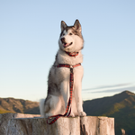 Wolves of Wellington Buffalo Adjustable Dog Lead | Smack Bang
