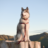 Wolves of Wellington Buffalo Adjustable Dog Lead | Smack Bang