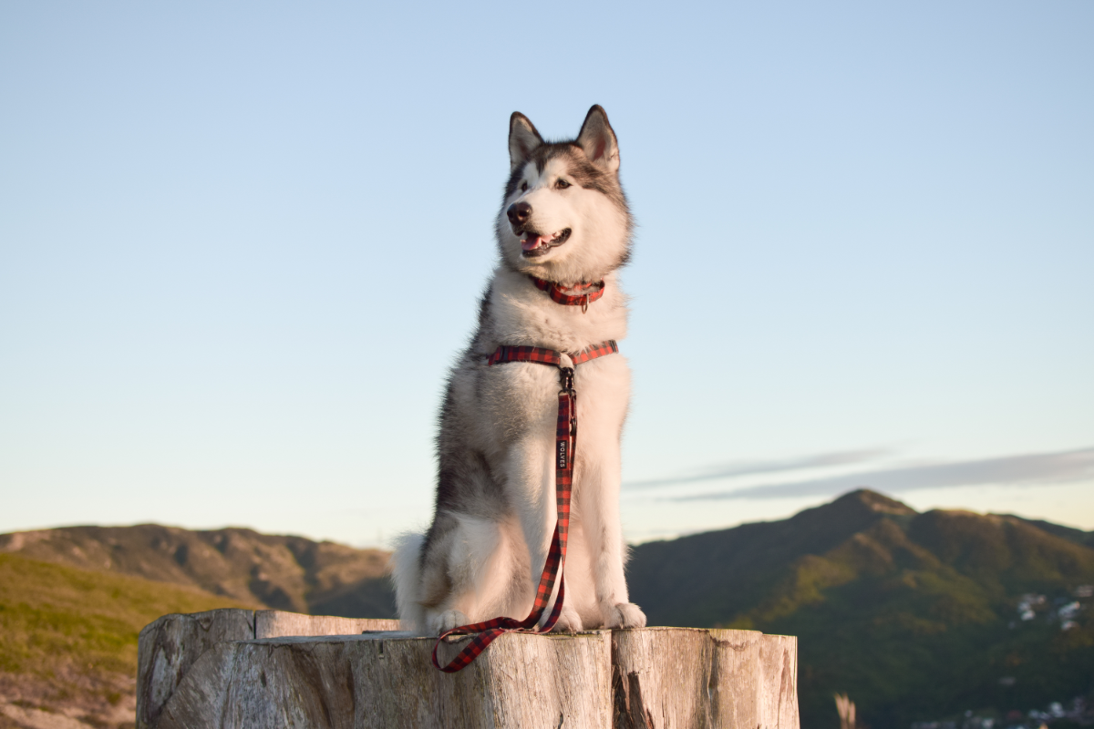 Wolves of Wellington Buffalo Adjustable Dog Lead | Smack Bang