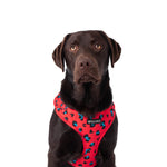 Wolves of Wellington Cleo Mesh Harness | Smack Bang