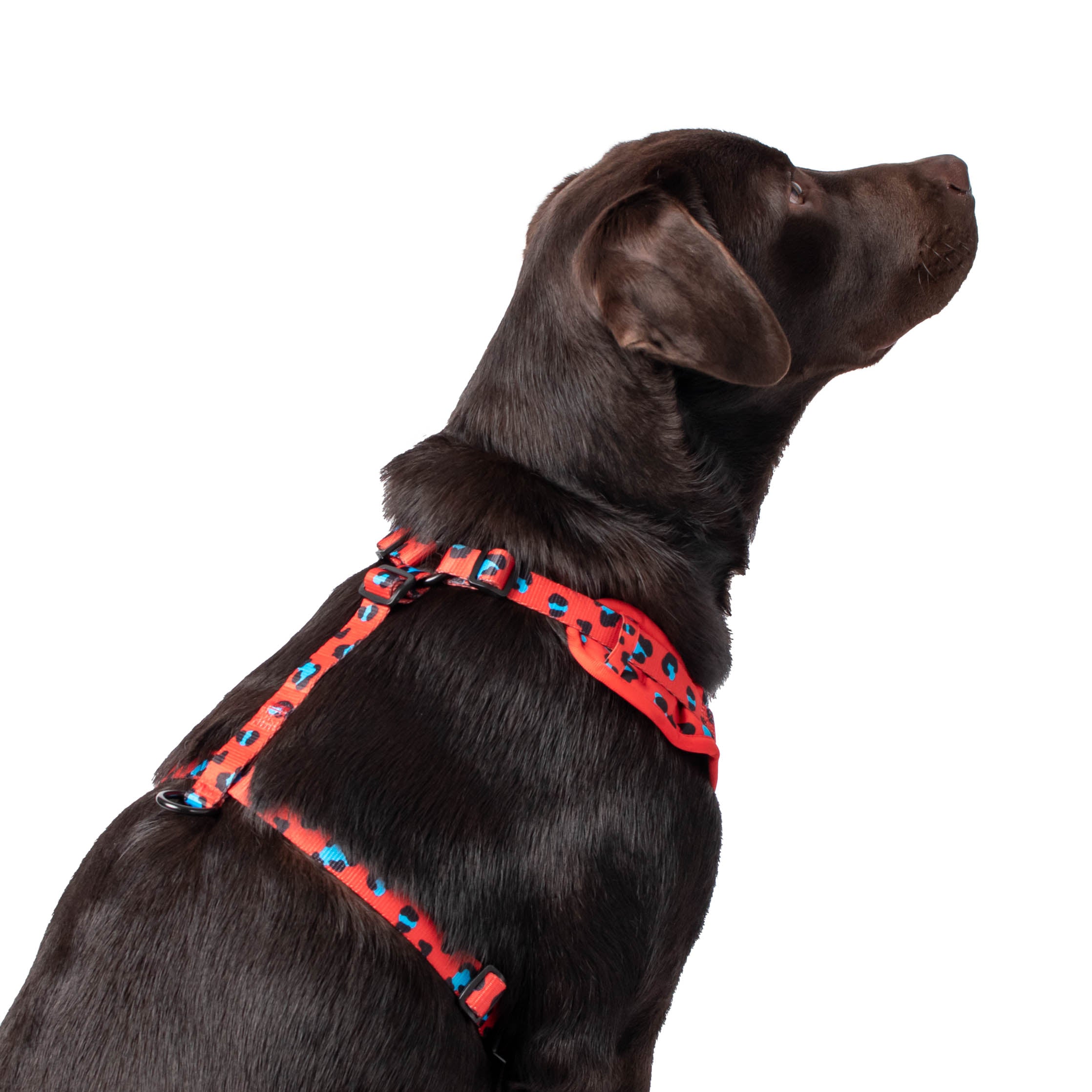 Wolves of Wellington Cleo Mesh Harness | Smack Bang