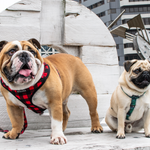 Wolves of Wellington Buffalo Mesh Dog Harness Bulldog | Smack Bang
