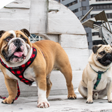 Wolves of Wellington Buffalo Mesh Dog Harness Bulldog | Smack Bang