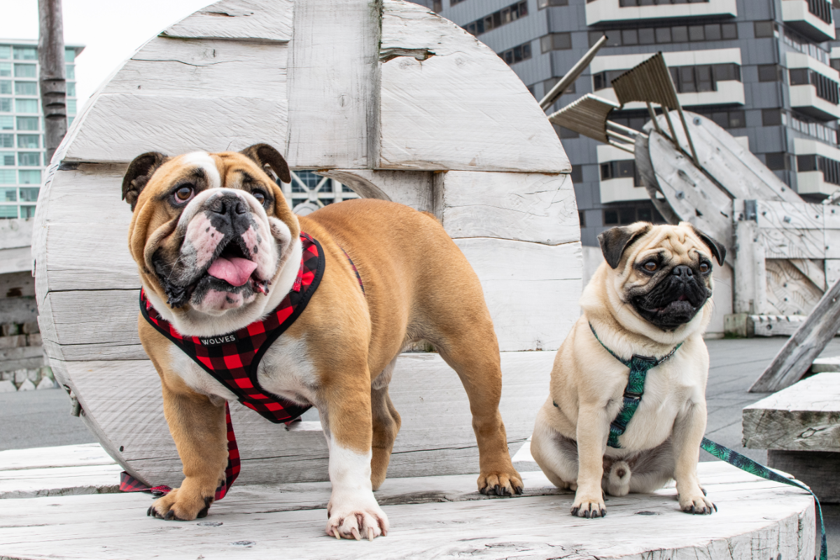 Wolves of Wellington Buffalo Mesh Dog Harness Bulldog | Smack Bang