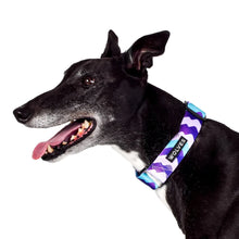 Wolves of Wellington Sulley Greyhound Collar | Smack Bang