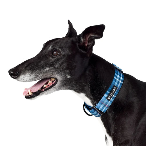 Wolves of Wellington Lochie Greyhound Collar | Smack Bang
