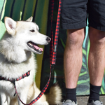 Wolves of Wellington Buffalo Adjustable Dog Lead | Smack Bang