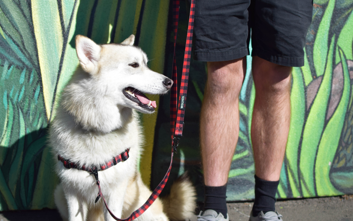 Wolves of Wellington Buffalo Adjustable Dog Lead | Smack Bang