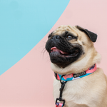 Wolves of Wellington Floss Dog Collar Pug | Smack Bang