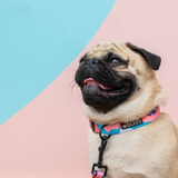 Wolves of Wellington Floss Dog Collar Pug | Smack Bang