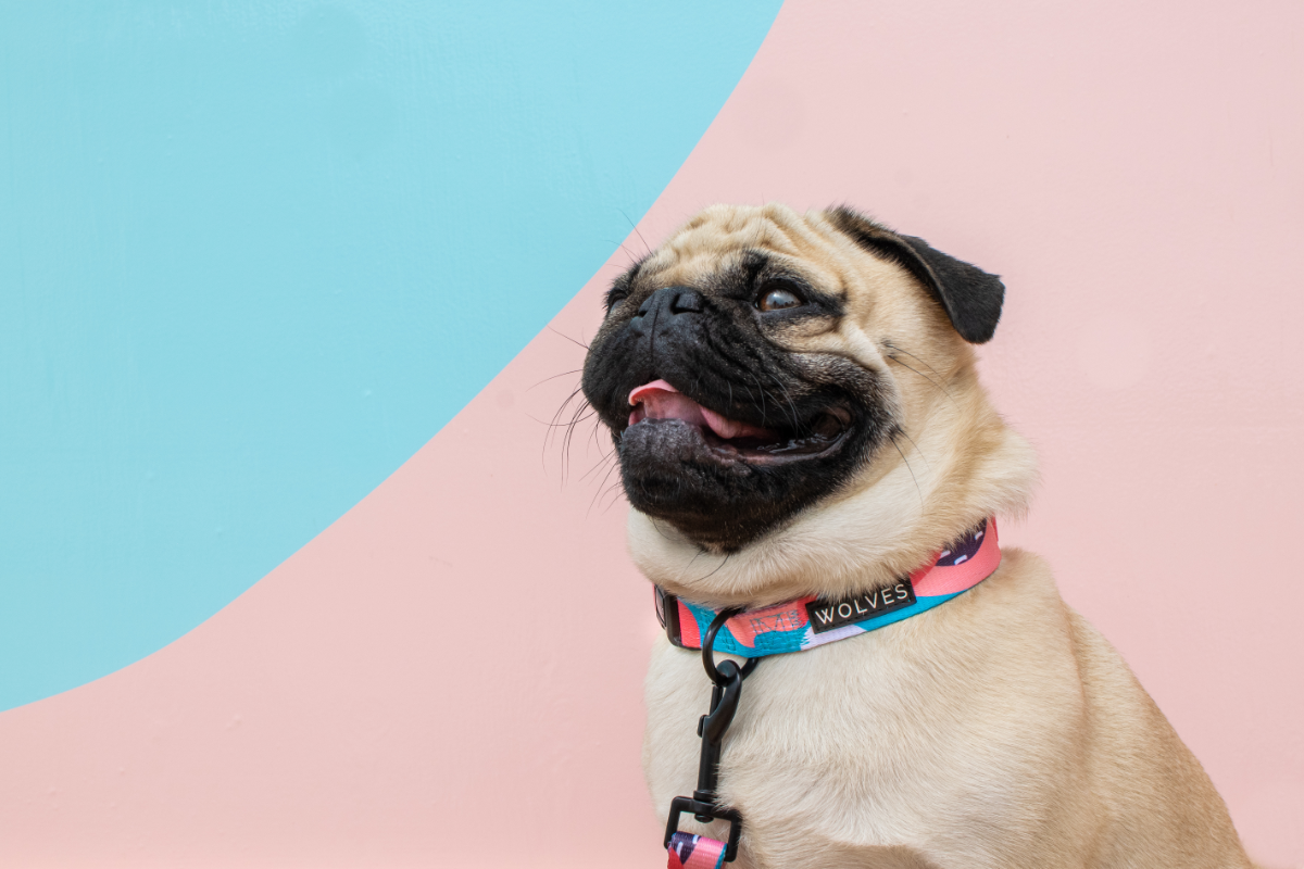 Wolves of Wellington Floss Dog Collar Pug | Smack Bang