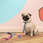 Wolves of Wellington Floss Standard Dog Lead Pug | Smack Bang