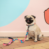 Wolves of Wellington Floss Standard Dog Lead Pug | Smack Bang