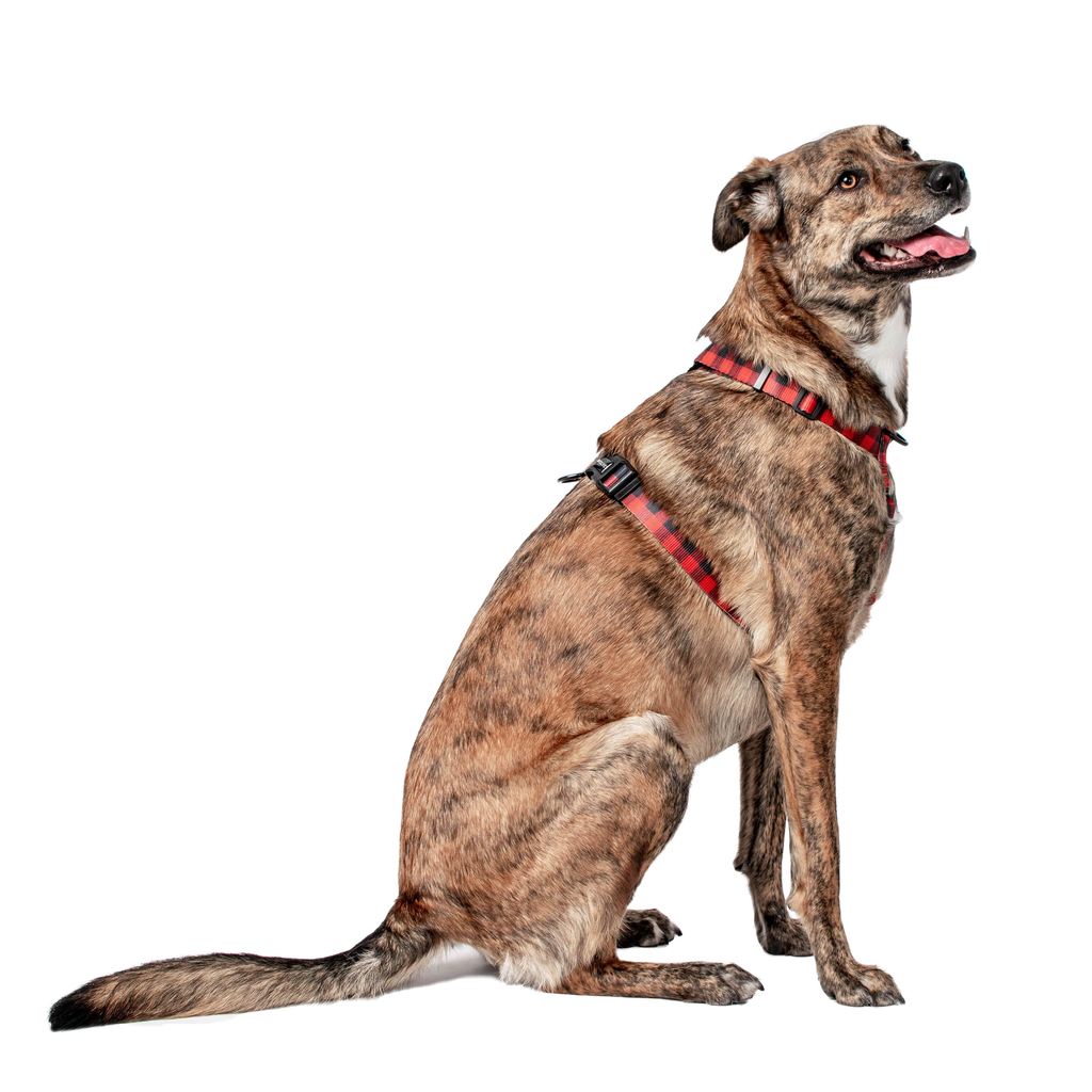 Wolves of Wellington Buffalo All Purpose Dog Harness | Smack Bang