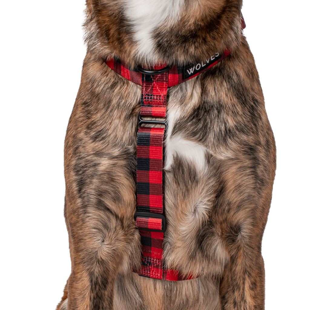 Wolves of Wellington Buffalo All Purpose Dog Harness | Smack Bang