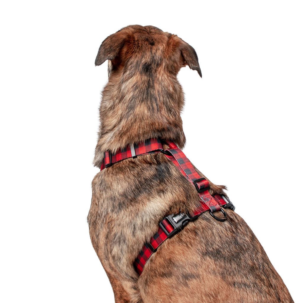 Wolves of Wellington Buffalo All Purpose Dog Harness | Smack Bang