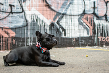 Wolves of Wellington Floss Bow Tie Frenchie | Smack Bang