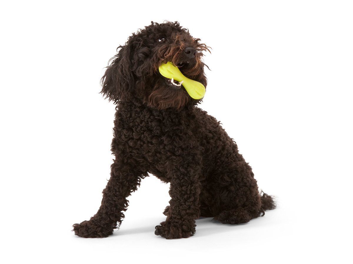 West Paw Zogoflex Hurley Dog Chew Toy | Smack Bang