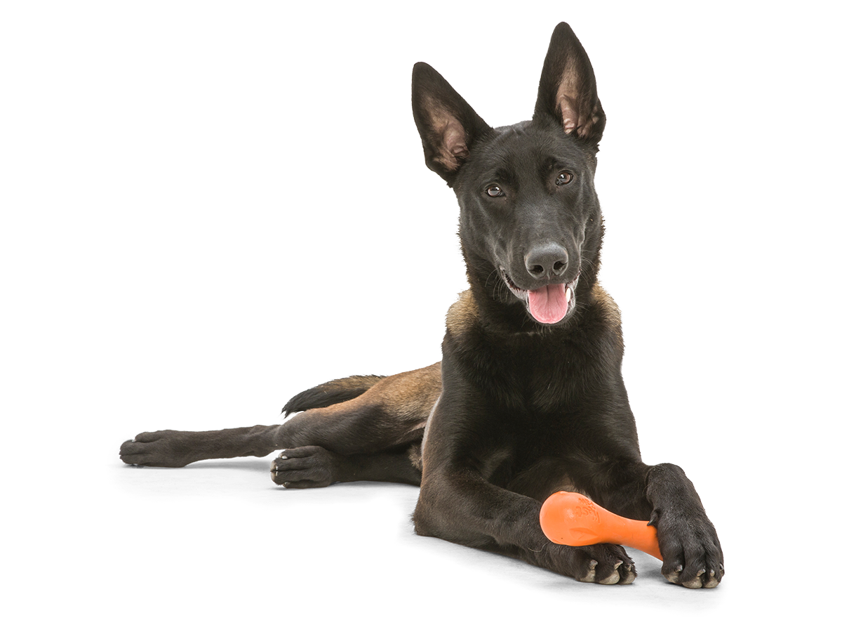 West Paw Zogoflex Hurley Dog Chew Toy | Smack Bang