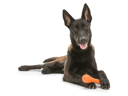 West Paw Zogoflex Hurley Dog Chew Toy | Smack Bang