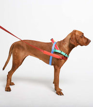 Zee.Dog Softer Walk Mellow Dog Harness | Smack Bang