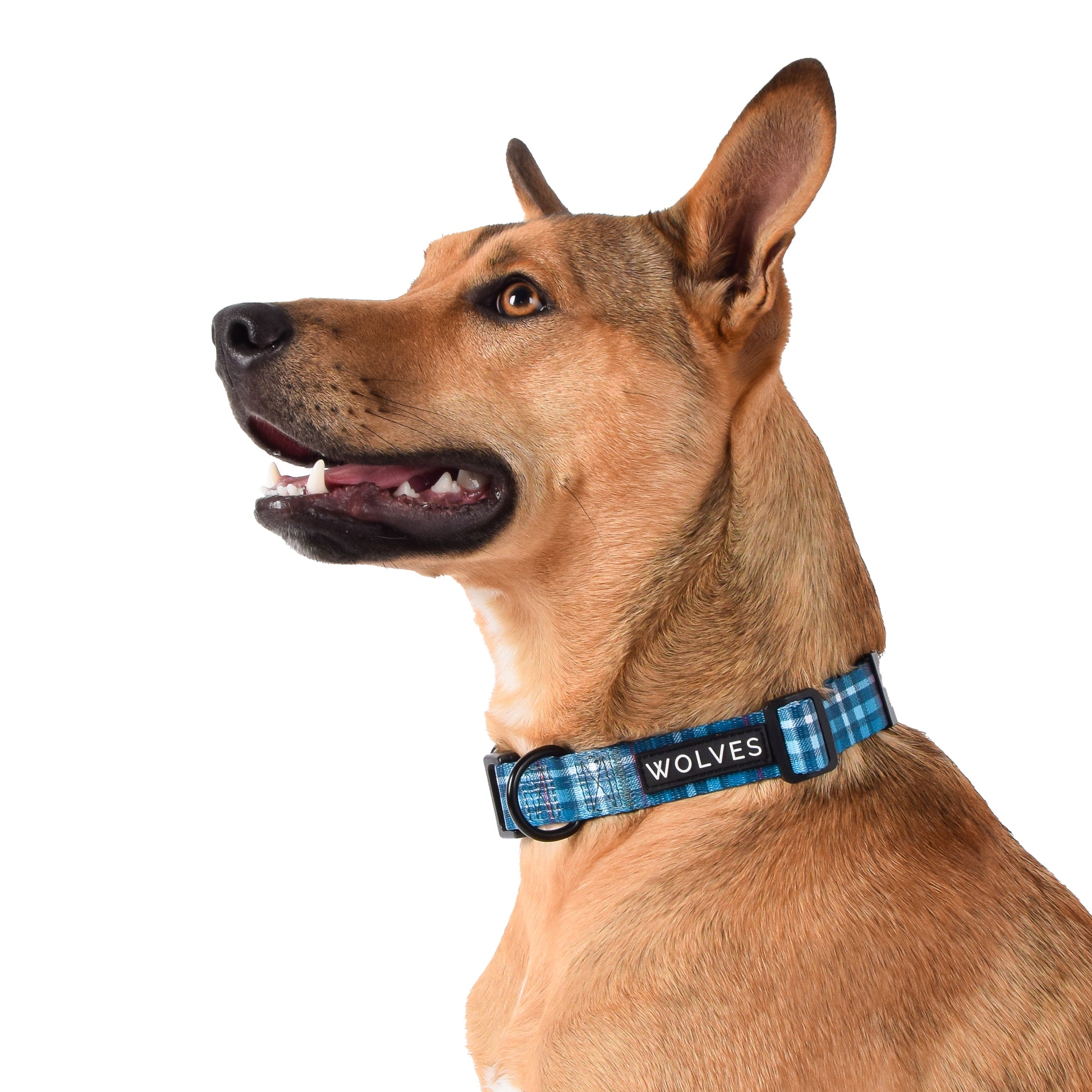 Wolves of Wellington Lochie Dog Collar | Smack Bang