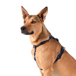 Wolves of Wellington Luey All Purpose Harness 2.0 | Smack Bang