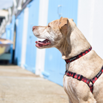 Wolves of Wellington Buffalo Dog Collar and Front Clip Harness | Smack Bang