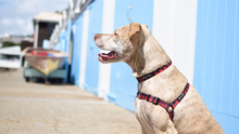 Wolves of Wellington Buffalo Dog Collar and Front Clip Harness | Smack Bang