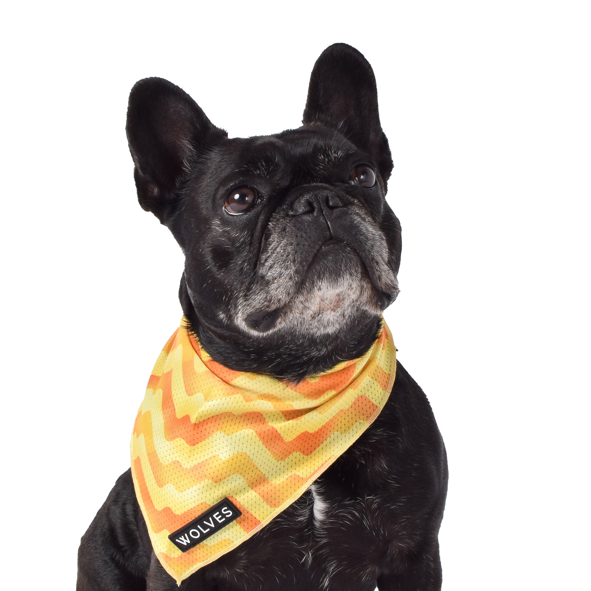 Wolves of Wellington Sunny Side Mesh Bandana | Smack Bang