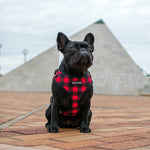 Wolves of Wellington Buffalo Mesh Dog Harness Lola the Frenchie | Smack Bang