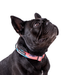 Wolves of Wellington Floss Dog Collar | Smack Bang
