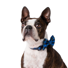 Wolves of Wellington Luey Dog Collar and Bow Tie | Smack Bang
