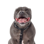 Wolves of Wellington Black All Purpose Harness 2.0 | Smack Bang