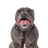 Wolves of Wellington Black All Purpose Harness 2.0 | Smack Bang