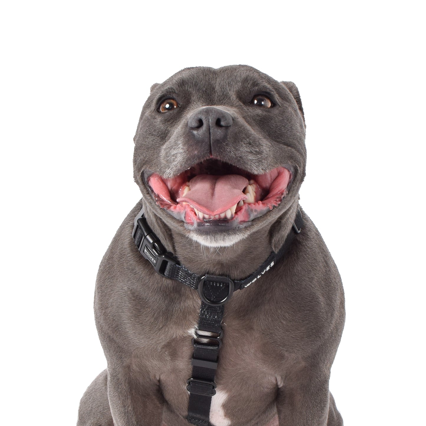 Wolves of Wellington Black All Purpose Harness 2.0 | Smack Bang