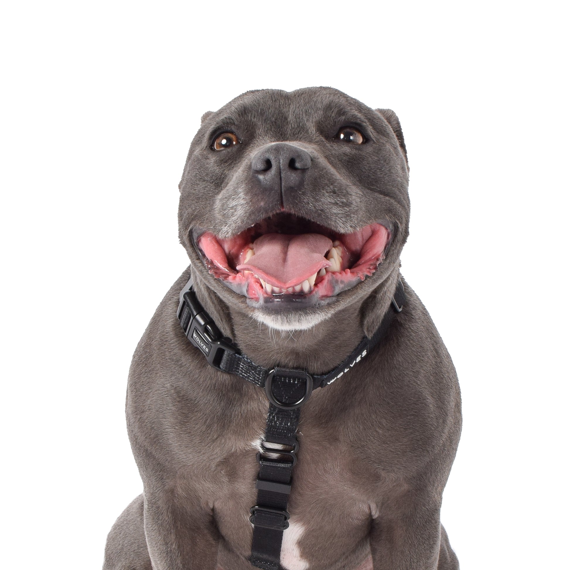 Wolves of Wellington Black All Purpose Harness 2.0 | Smack Bang