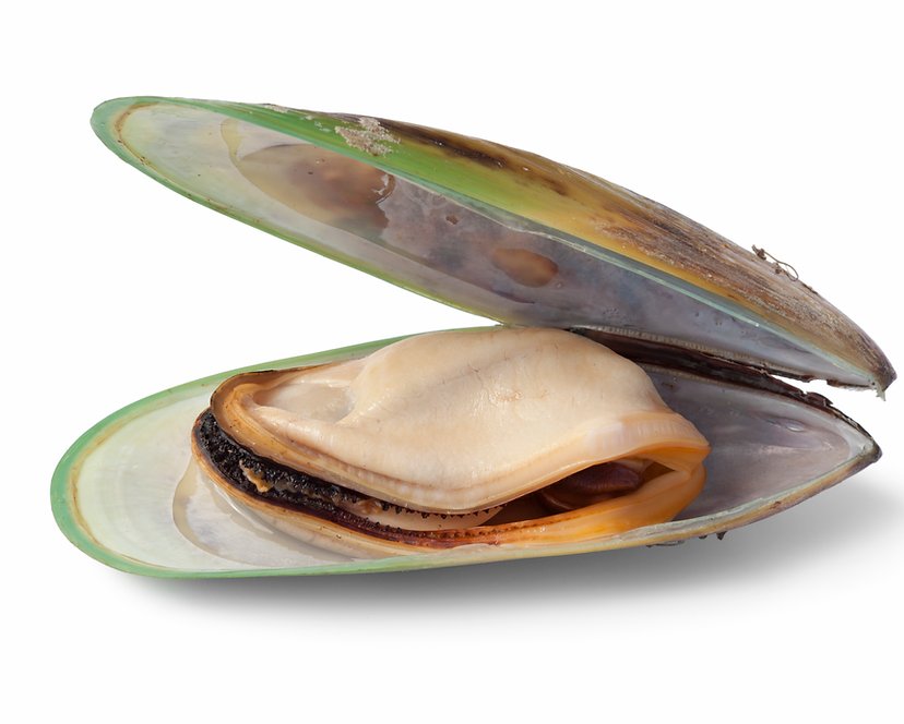 The New Zealand Natural Pet Food Co Green Lipped Mussels Dog Treats  | Smack Bang